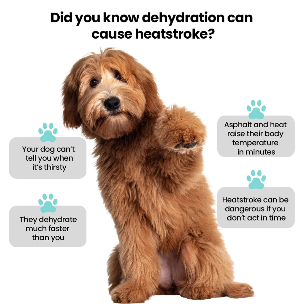Pawwtopia™ HydroWalk Dog Water Bottle