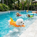 Pawwtopia™ SharkSplash